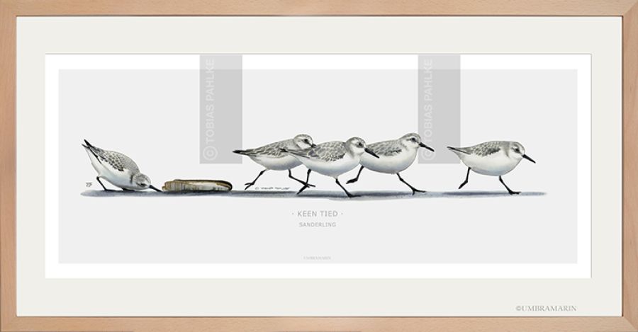 "No time" / Sanderling